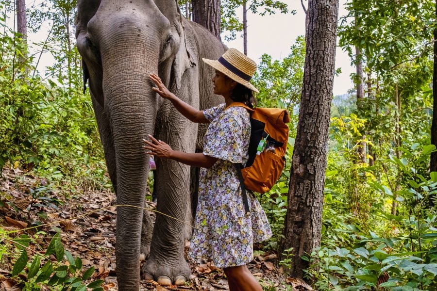 Elephant Sanctuary