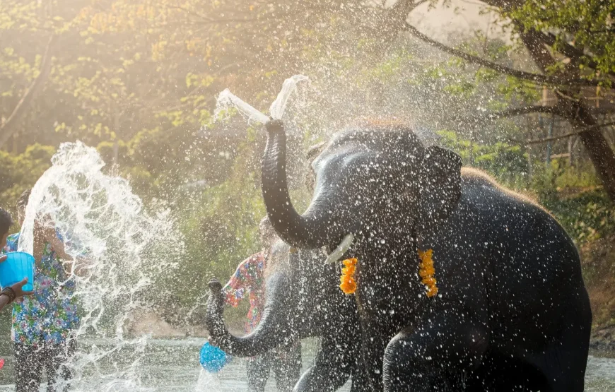 Samui Elephant Kingdom