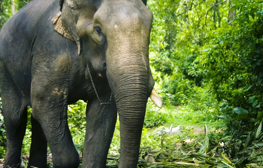 Samui Elephant Kingdom